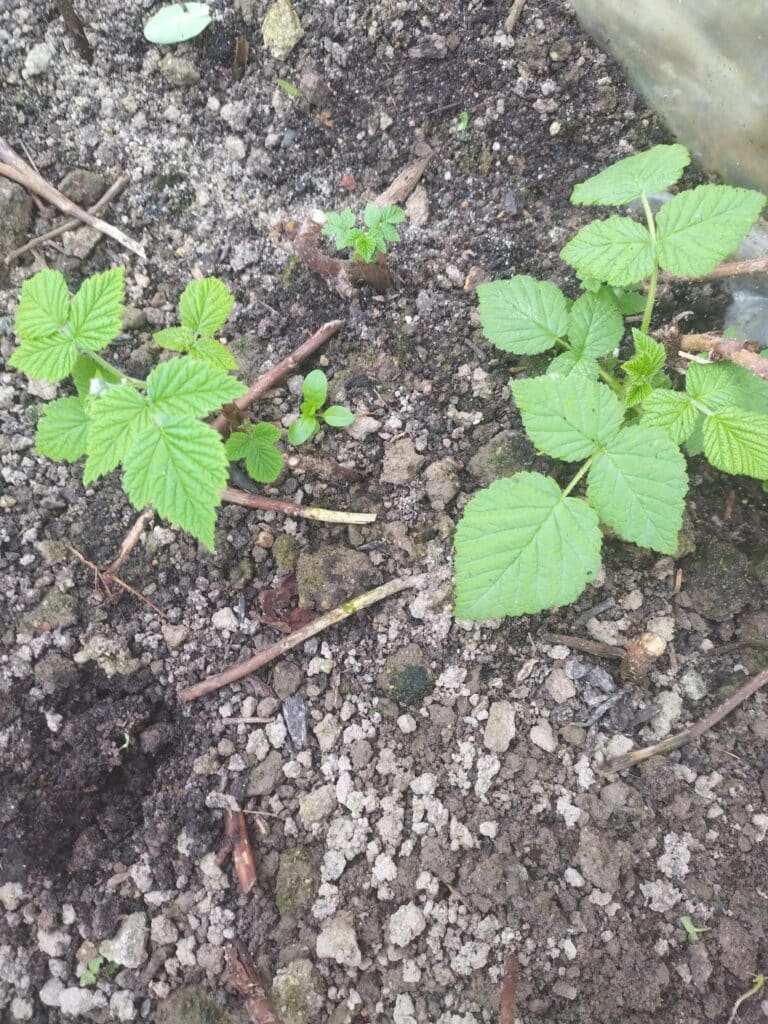 Boutures framboises